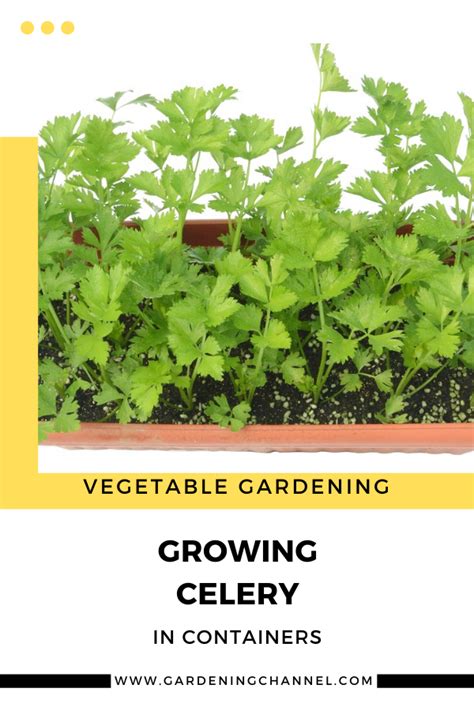 Can You Grow Celery In Pots Gardening Channel In 2021 Growing