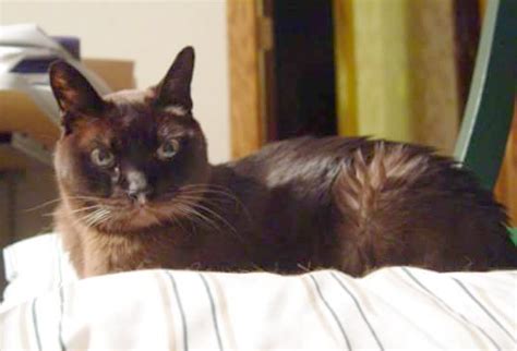 We are breeders of fine burmese full members of the new zealand cat fancy and new. Burmese Rescue - National Alliance of Burmese Breeders
