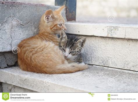Two Cute Cats Lying On Stairs Stock Image Image Of