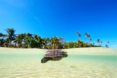 Saving The Sea Turtles In The Mamanuca Islands Plantation Island Resort