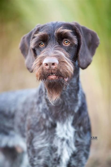 German Wirehaired Pointer Vs Brussels Griffon Breed Comparison