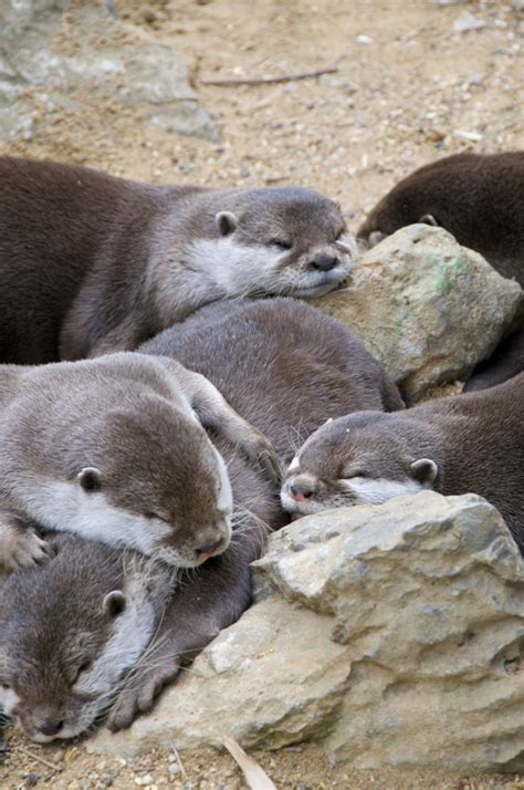 Pile Of Sleepy Otters — The Daily Otter