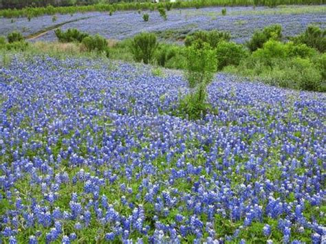 Bluebonnets Blooming At Muleshoe Bend Near Austin Muleshoe Bend Blue