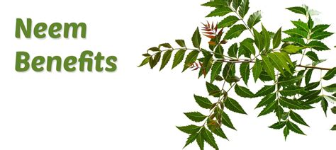 Neem Benefits Side Effects Precautions And Dosage Personal Care