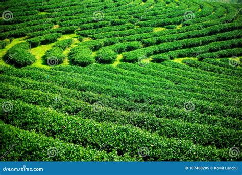 Landscape Of Green Tea Plantationleaves Background Texture Stock Image