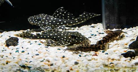Small Pleco Fish Breeds 5 Types Of Plecos That Stay Small Aquarialy