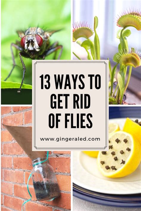 13 Ways To Get Rid Of Flies Gingeraled