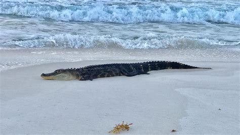 Alligator Spotted On Pensacola Beach