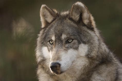 A Gray Wolf Canis Lupus At The Rolling Photograph By Joel Sartore
