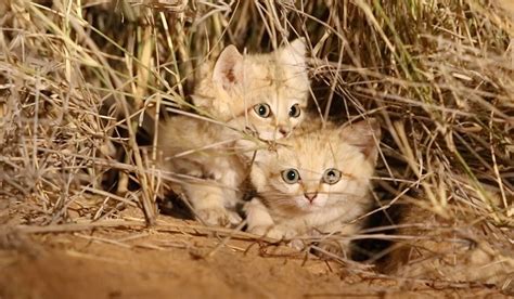 Rare Footage Of Tiny Wide Eyed Sand Cat Kittens Captured In Moroccan