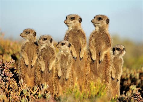 Meerkat Auricate Photograph By Wild Africa Nature