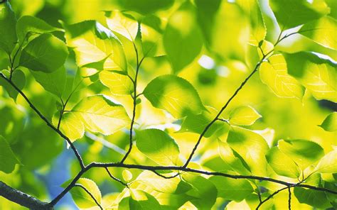 Green Foliage Branches Wallpaper 1920x1200 30517