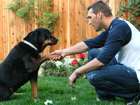 Dog Training Brandon Mcmillan Dog Trainer Canine Mindedbrandon