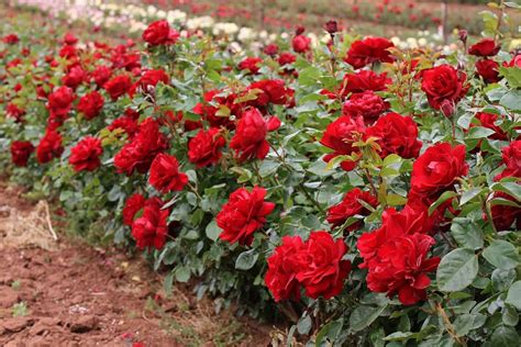 Gallipoli Centenary Rose Roses Victoria