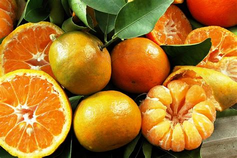 Upper Gulf Coast Citrus Show To Display Locally Grown Harvest
