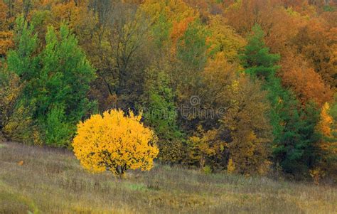 Autumn Tree Stock Image Image Of September Landscape 43461203