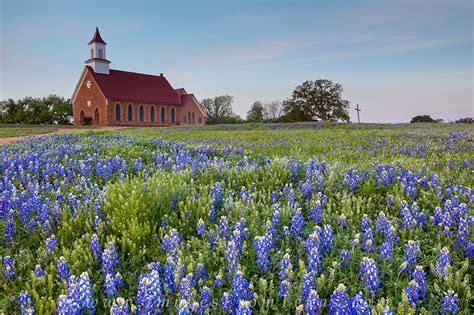 Bluebonnets And An Old Country Church Art Texas Images From Texas