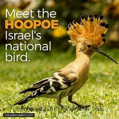 Hoopoeisrael National Bird Pet Birds Animals Bird