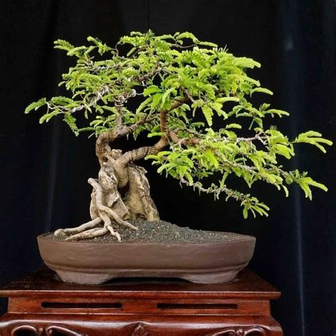 Ingin Bonsai Pohon Asem Bisa Kerdil Unik Dan Cantik Yuk Ikuti