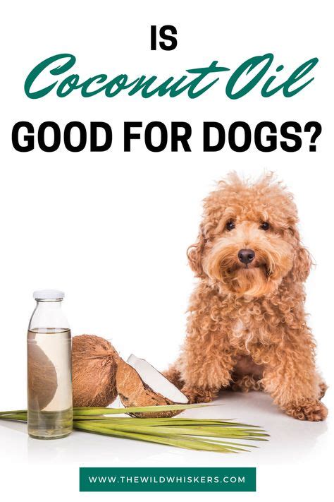 12 Astonishing Benefits Of Coconut Oil For Dogs And How To Safely Use It