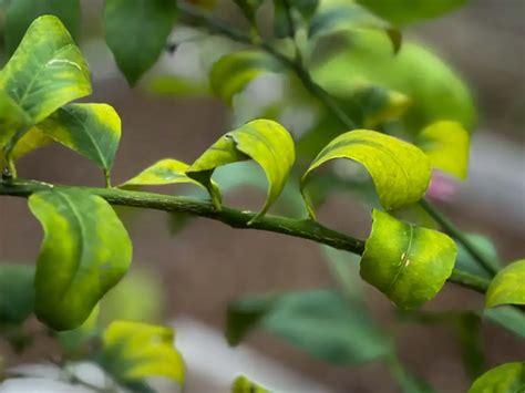 Lemon Tree Leaves Curling Heres What To Do About It The Fruit Grove