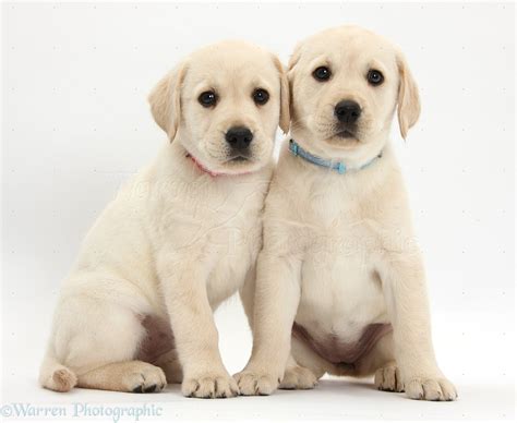 Dogs Yellow Labrador Retriever Puppies 8 Weeks Old Photo Wp37859