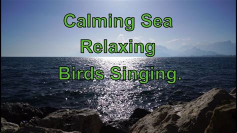 Calming Sea Relaxing Birds Singing Calming Singing Meditation Relax Waves Birds Beach