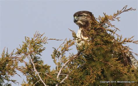 Whats Being Seen In Dekorte Park The Meadowlands Nature Blog