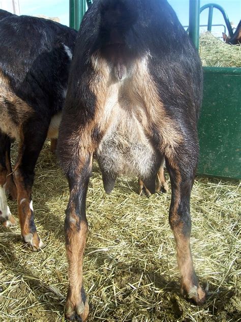 Goat 101 How To Tell When Your Goat Is In Labor Or Getting Close