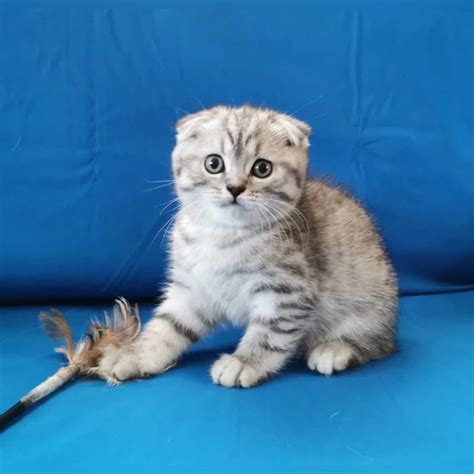 Chack Scottish Fold Male Reserved 1950 Meowoff Kittens For Sale In Chicago