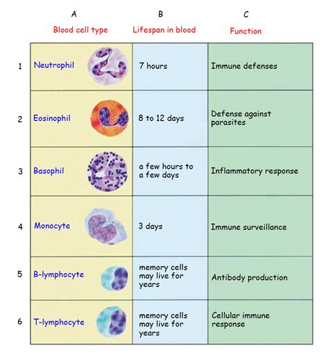 List Of Specialized Cells And Their Functions