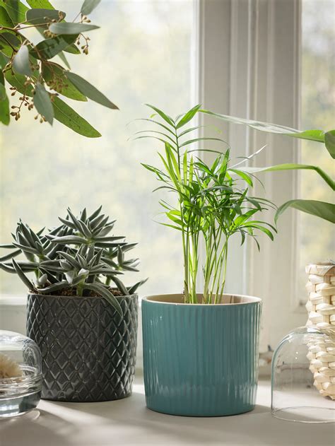 Want to buy house plants online in australia? CHIAFRÖN Plant pot, turquoise - IKEA in 2020 | Indoor ...