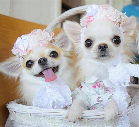 I Love White Chihuahuas Cute Chihuahua Really Cute Dogs Chihuahua
