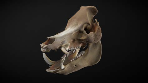 Wild Boar Skull 3d Model By Yimit A084391 Sketchfab