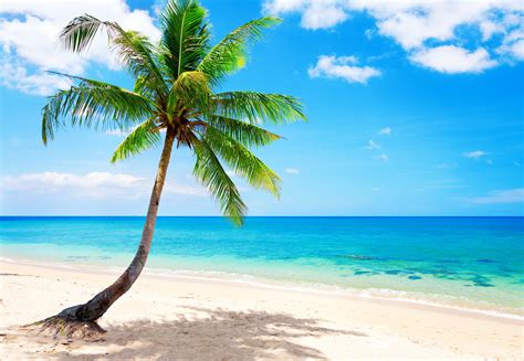 Here you can find the best beach background wallpapers uploaded by our community. palm, Paradise, Emerald, Ocean, Tropical, Coast, Blue ...