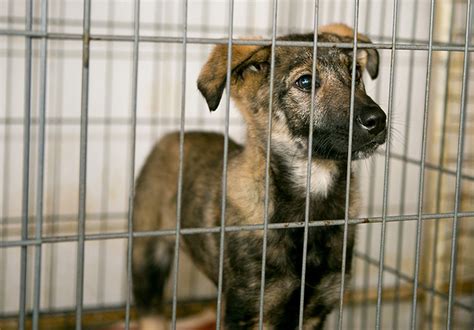 6 rabbits are usually _ smaller than cats and need less food. Kennel Cough in Dogs - Texas A&M Veterinary Medicine ...