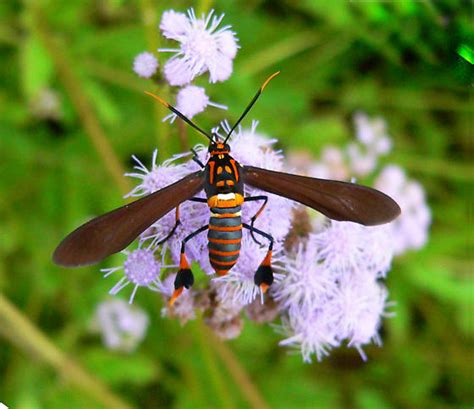 Texas Wasp Moth Horama Panthalon Horama Panthalon Bugguidenet