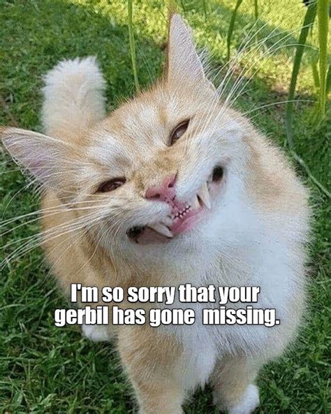 Im So Sorry Funny Animals Cute Cats Funny Cats