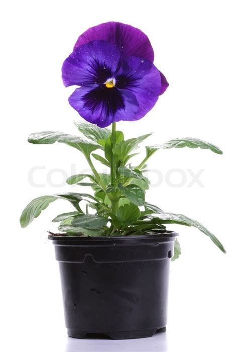 Plastic Pots With Blue Purple Pansy Stock Image