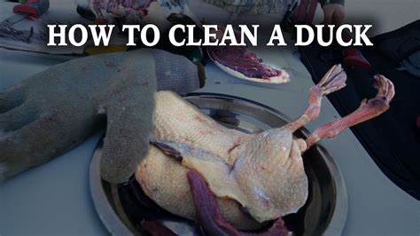 How To Clean Ducks Duck Hunting Youtube