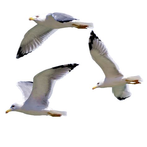 Bird European Herring Gull Gulls Seagull Png Download 10001000