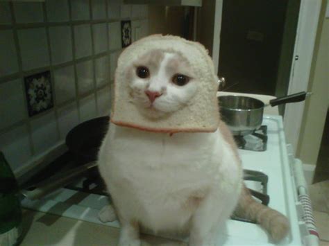 Cat Breading Meme Infuriating Cats Everywhere Photos Huffpost