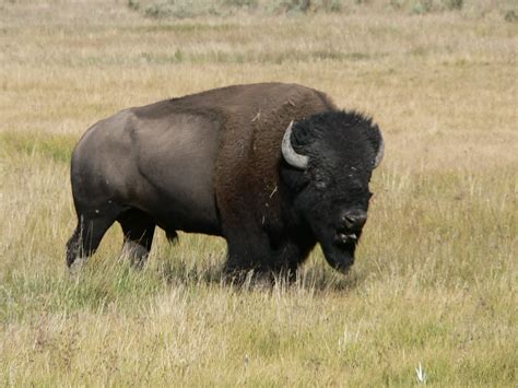 Buffalo Einebinsenweisheit