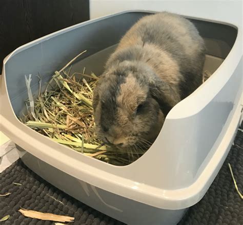 Help My Rabbit Is Digging In His Litter Box My Little Bun Bun