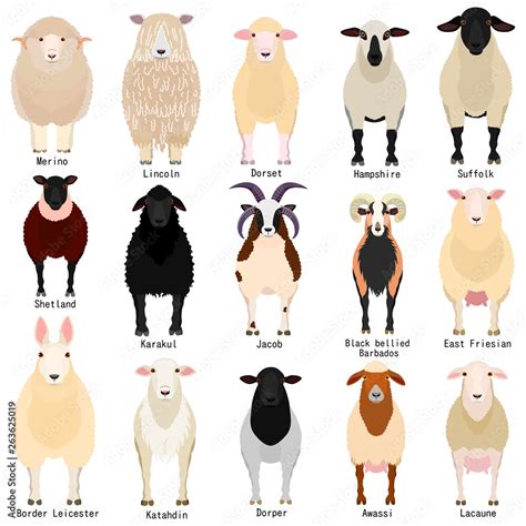 Sheep Chart With Breeds Name Stock Vector Adobe Stock