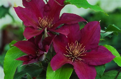 Picardy Tudor Patio Clematis Plant Library Pahls Market Apple