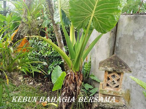 Poisoning may occur if you eat parts of this plant. Kebun Malay-Kadazan girls: Elephant Ear