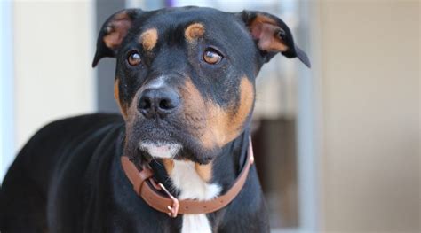 Brindle Pitbull Rottweiler Mix Puppy - img-primrose