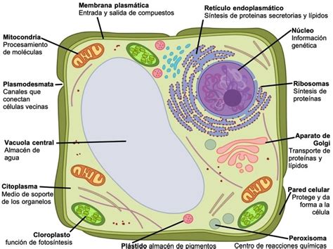 Dibujo De Una Celula Eucariota Vegetal Y Sus Partes Ayayhome Sexiz Pix