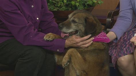 Bgwc Humane Society Shows Off Harmony A Dog Up For Adoption